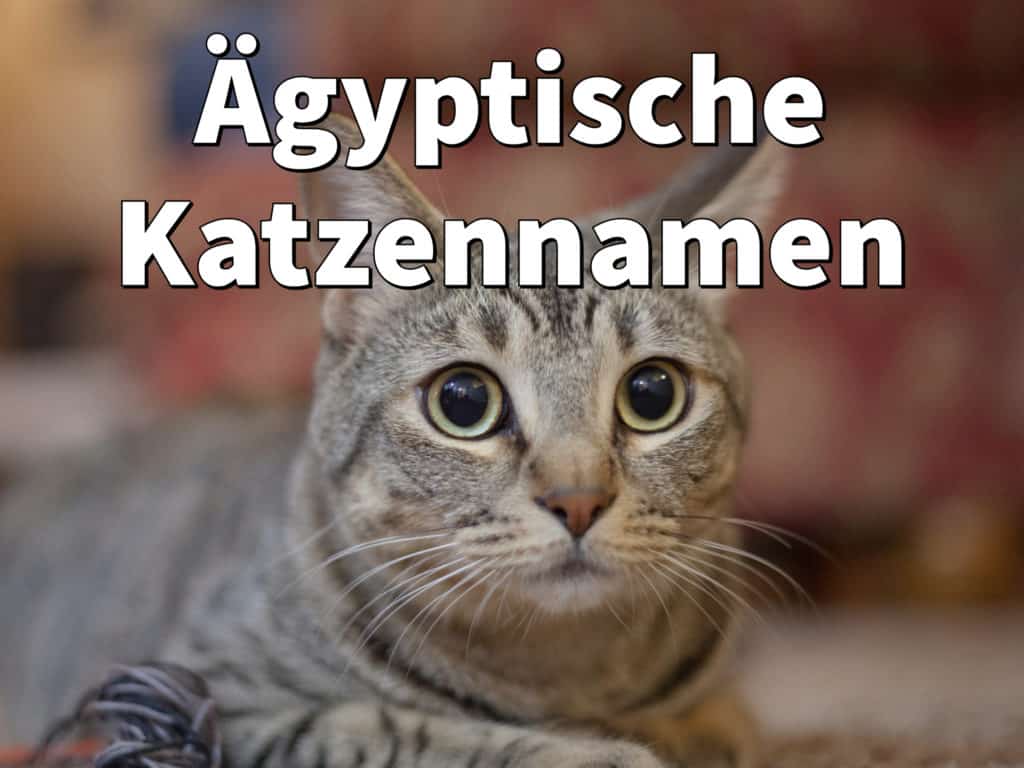 Ägyptische Katzennamen: Weiblich und männlich mit Bedeutung