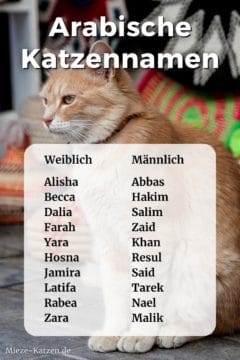 Arabische Katzennamen: Namensliste mit weiblichen und männlichen Namen