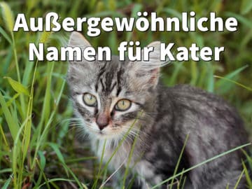 Außergewöhnliche Namen für Kater: Männliche Katzennamen mit Bedeutung