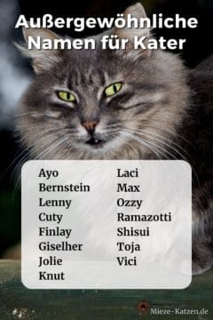 Außergewöhnliche Namen für Kater: Namensliste mit männlichen Katzennamen