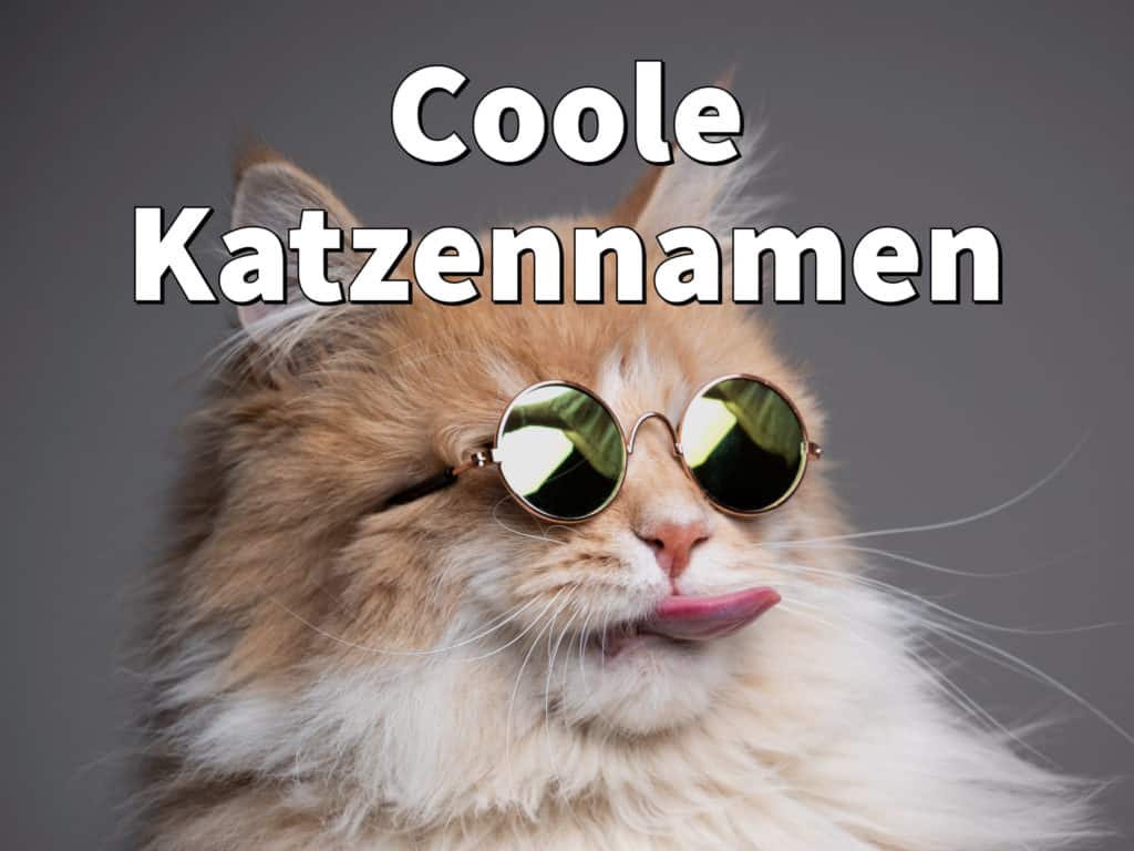 Coole Katzennamen: Weiblich und männlich mit Bedeutung