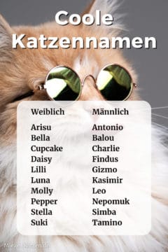 Coole Katzennamen: Namensliste mit weiblichen und männlichen Namen