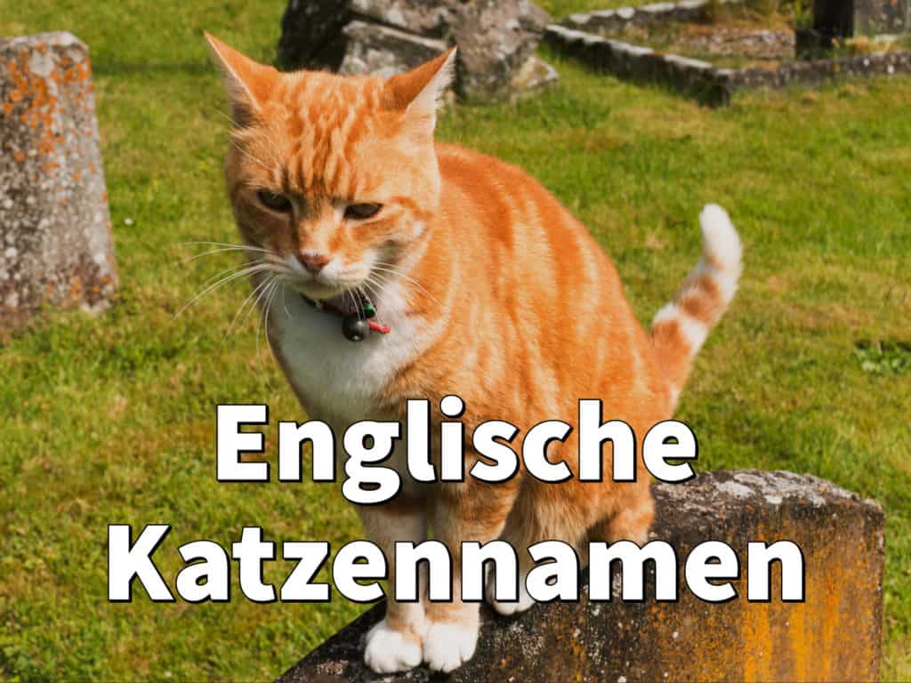 Englische Katzennamen: Weiblich und männlich mit Bedeutung