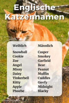 Englische Katzennamen: Namensliste mit weiblichen und männlichen Namen