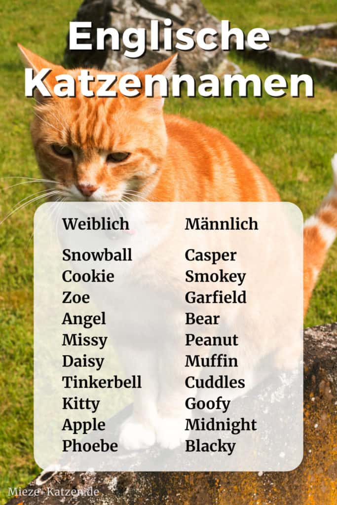 Englische Katzennamen Weiblich und männlich mit Bedeutung