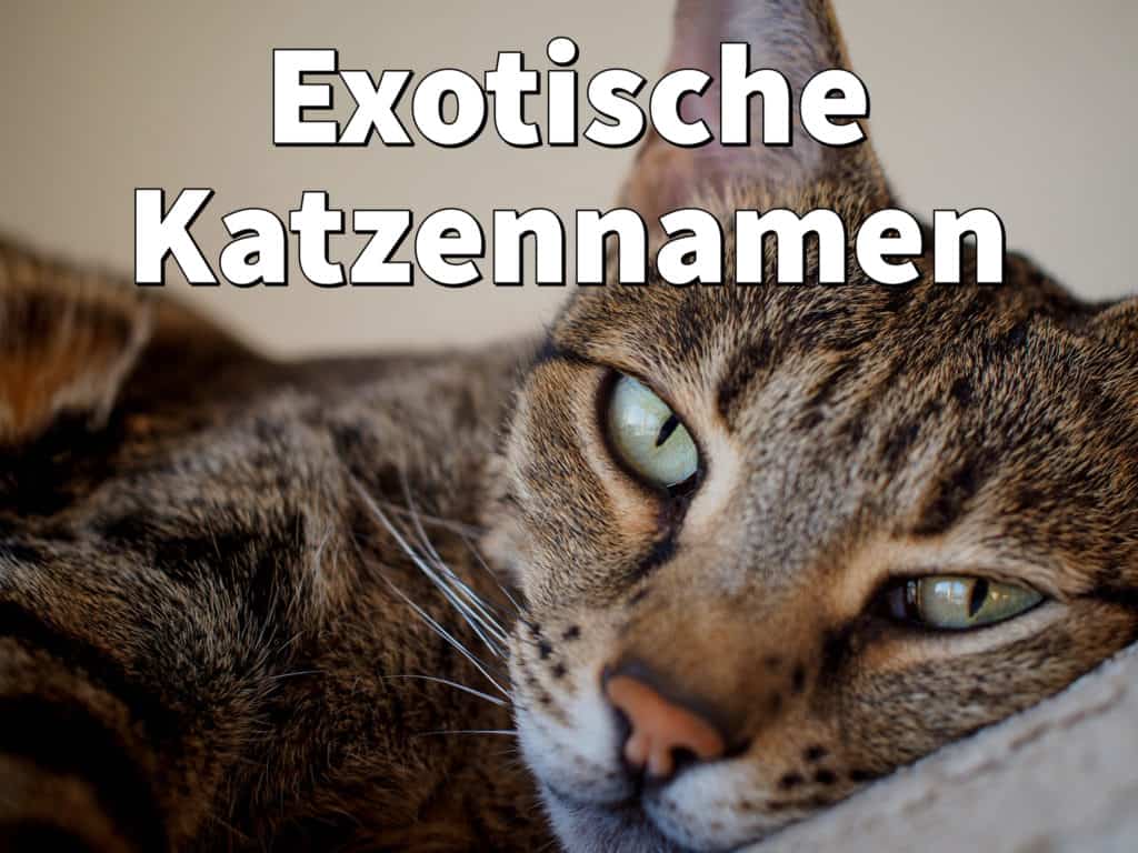 Exotische Katzennamen: Weiblich und männlich mit Bedeutung