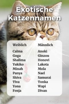 Exotische Katzennamen: Namensliste mit weiblichen und männlichen Namen