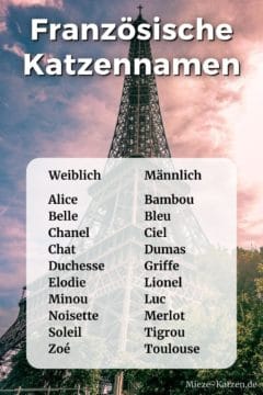 Französische Katzennamen: Namensliste mit weiblichen und männlichen Namen