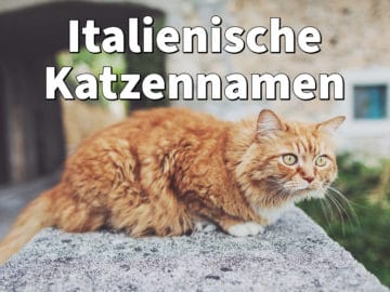 Italienische Katzennamen: weiblich/männlich mit Bedeutung