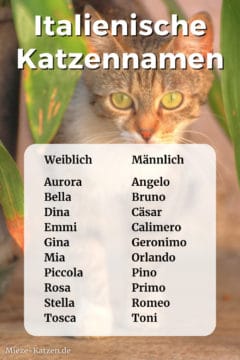 Italienische Katzennamen: Namensliste mit weiblichen und männlichen Namen