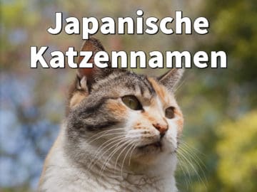 Japanische Katzennamen: Weiblich und männlich mit Bedeutung