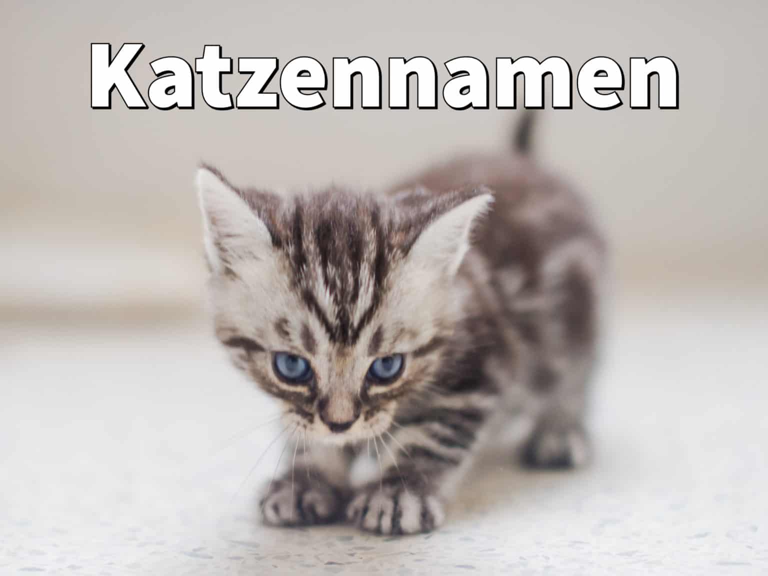 Katzennamen Schöne Namen für Katze (2022) Liste von A bis Z