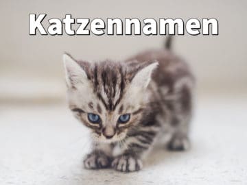 Katzennamen: Schöne Namen für Katzen, Liste von A bis Z