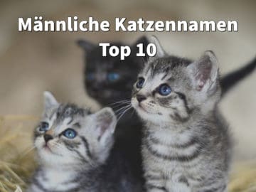 Katzennamen männlich Top 10: Beliebteste Namen für Kater