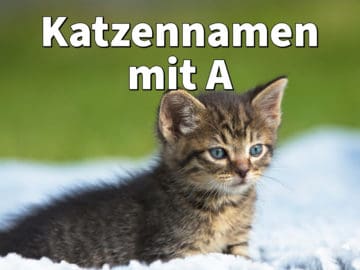 Katzennamen mit A: weiblich und männlich mit Bedeutung