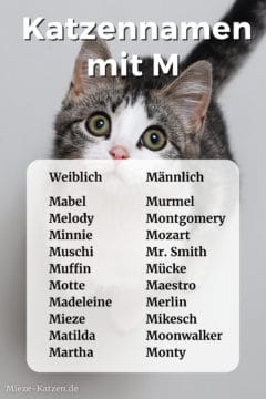 Katzennamen mit M: Namensliste mit weiblichen und männlichen Namen
