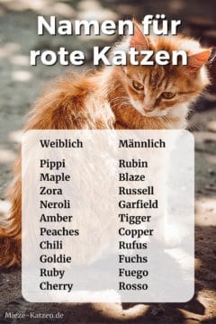 Namen für rote Katzen: Namensliste mit weiblichen und männlichen Namen