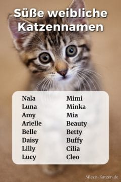 Süße weibliche Katzennamen: Namensliste mit weiblichen Namen