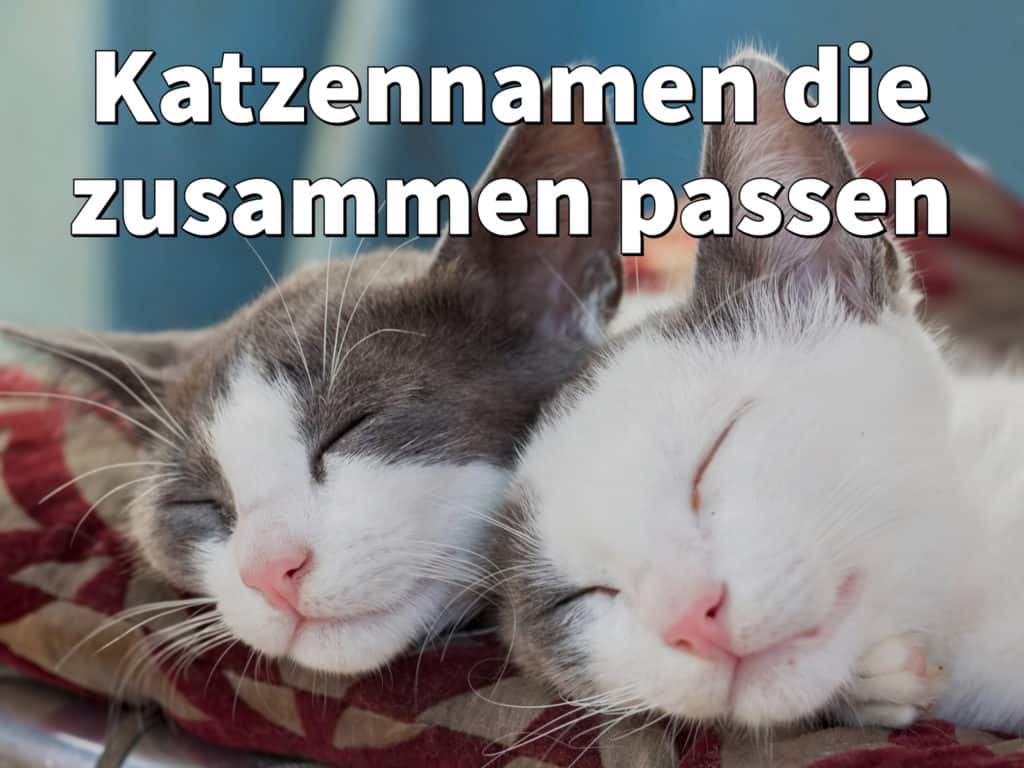 Katzennamen die zusammen passen: Geschwister + Katzenpärchen