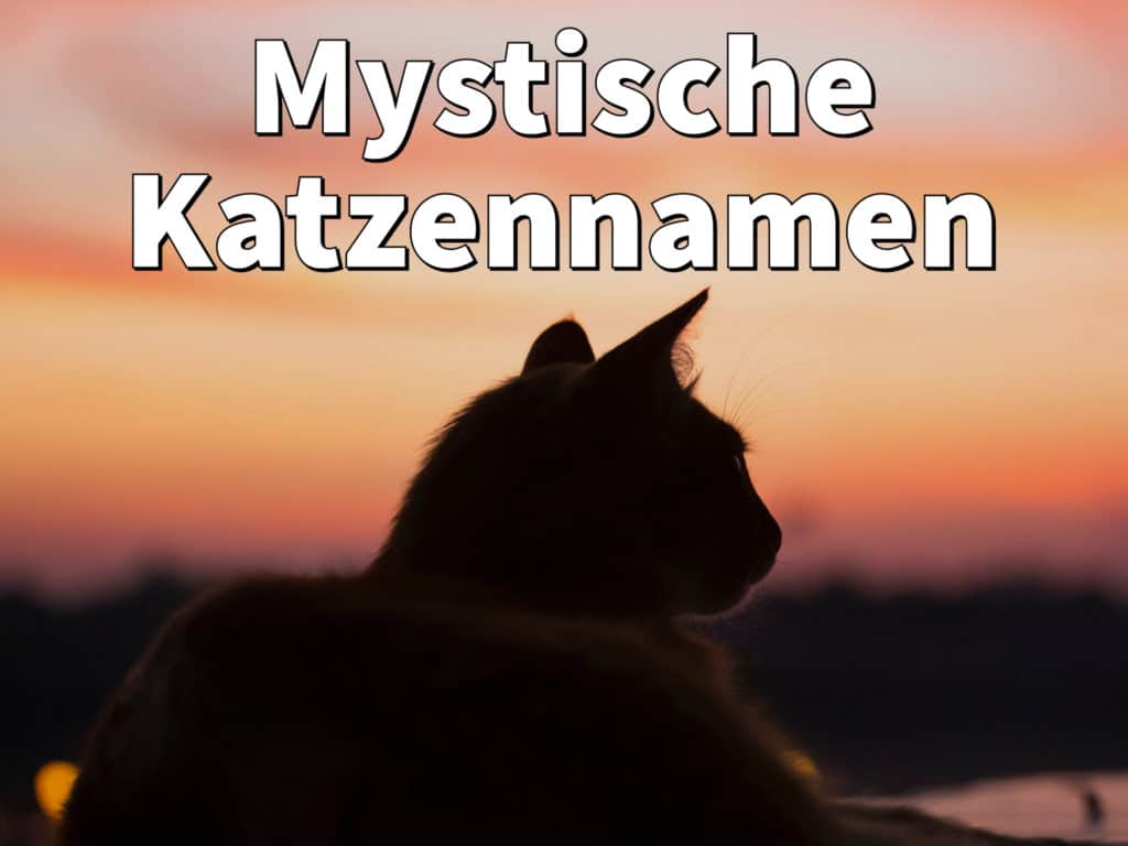 Mystische Katzennamen: Weiblich und männlich mit Bedeutung
