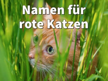 Namen für rote Katzen und Kater: weiblich und männlich
