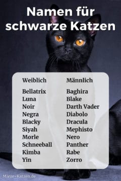 Namen für schwarze Katzen: Namensliste mit weiblichen und männlichen Namen