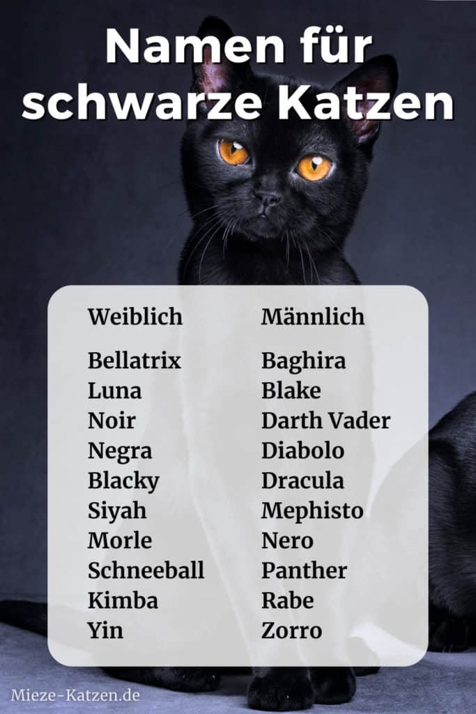 Name Für Katze Weiblich Schwarz Weiß