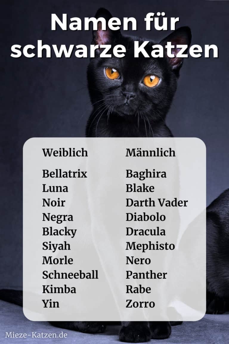 Namen für schwarze Katzen weiblich und männlich