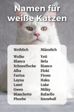 Katzennamen für weiße Katzen: Namensliste mit weiblichen und männlichen Namen