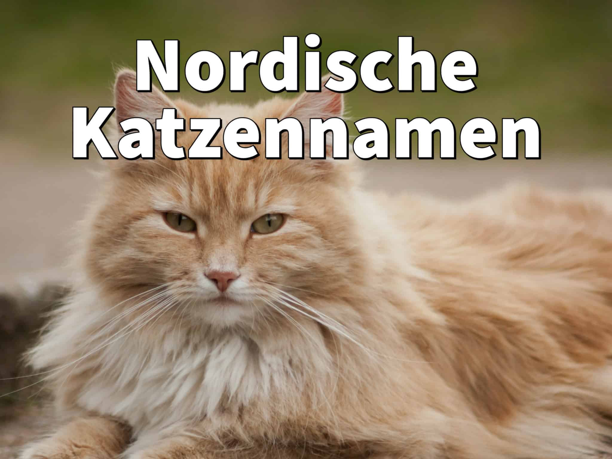 Nordische Katzennamen Weiblich und männlich mit Bedeutung