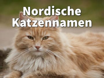 Nordische Katzennamen: Weiblich und männlich mit Bedeutung