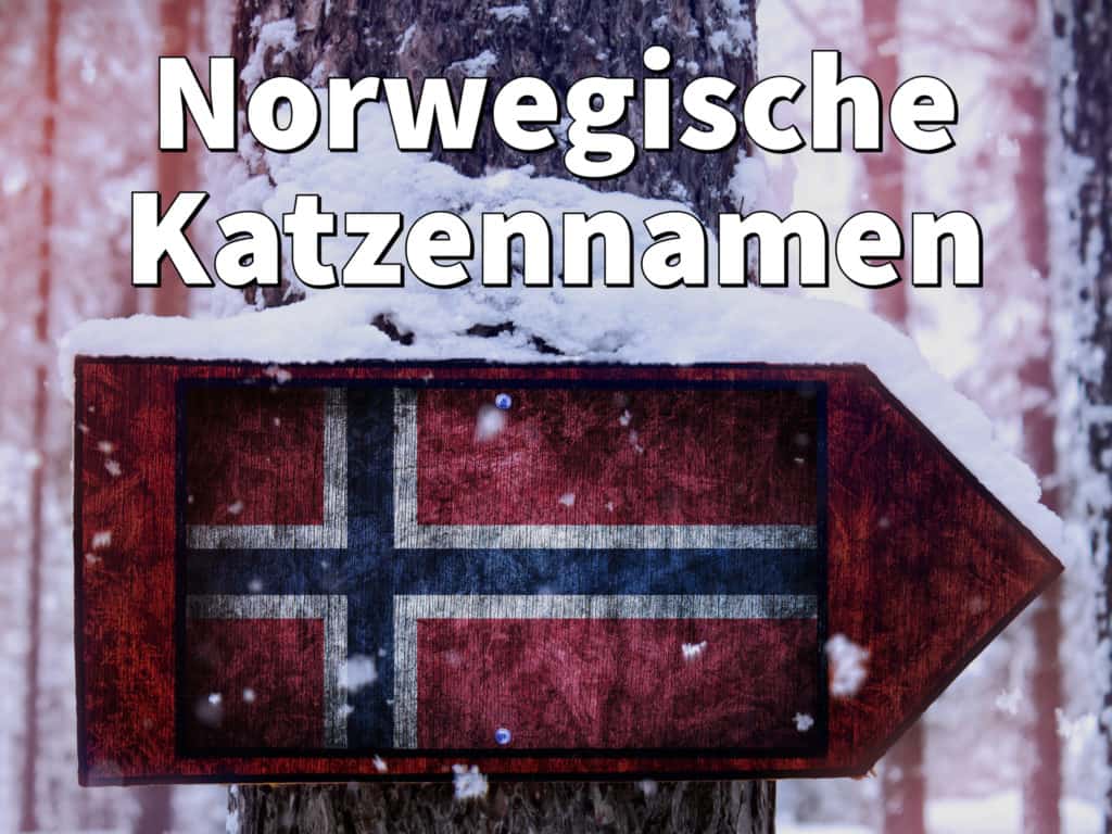 Norwegische Katzennamen: Männlich und weiblich mit Bedeutung