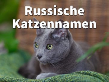 Russische Katzennamen: Weiblich und männlich mit Bedeutung