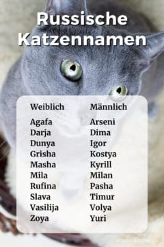 Russische Katzennamen: Namensliste mit weiblichen und männlichen Namen