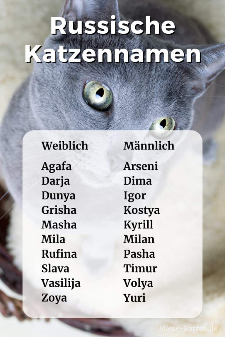 Russische Katzennamen: Weiblich und männlich mit Bedeutung