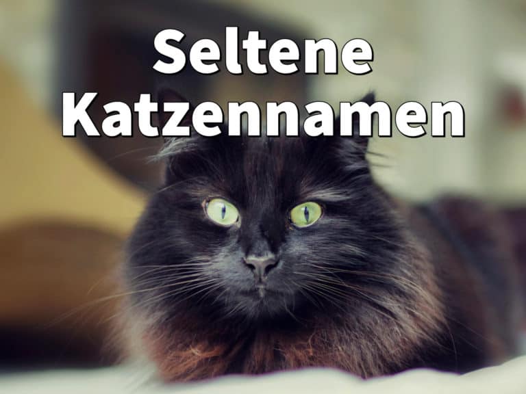 Seltene Katzennamen Weiblich und männlich mit Bedeutung