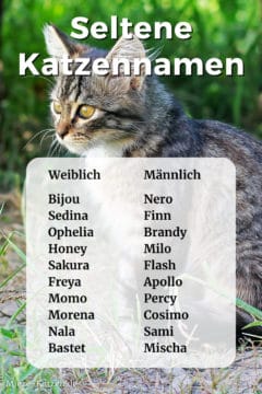 Seltene Katzennamen: Namensliste mit weiblichen und männlichen Namen