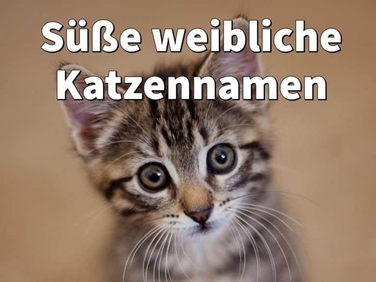Was Ist Der Schönste Name Für Katzen mieze-katzen.de