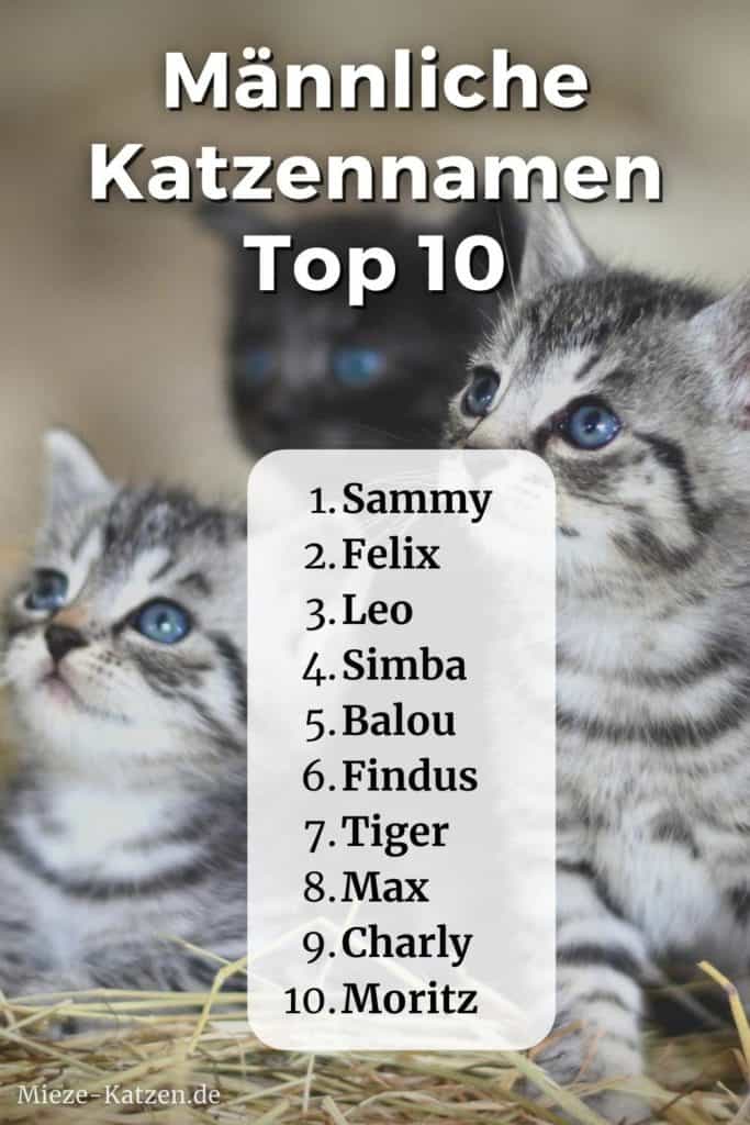 Katzennamen männlich Top 10: Beliebteste Kater Namen (2022)