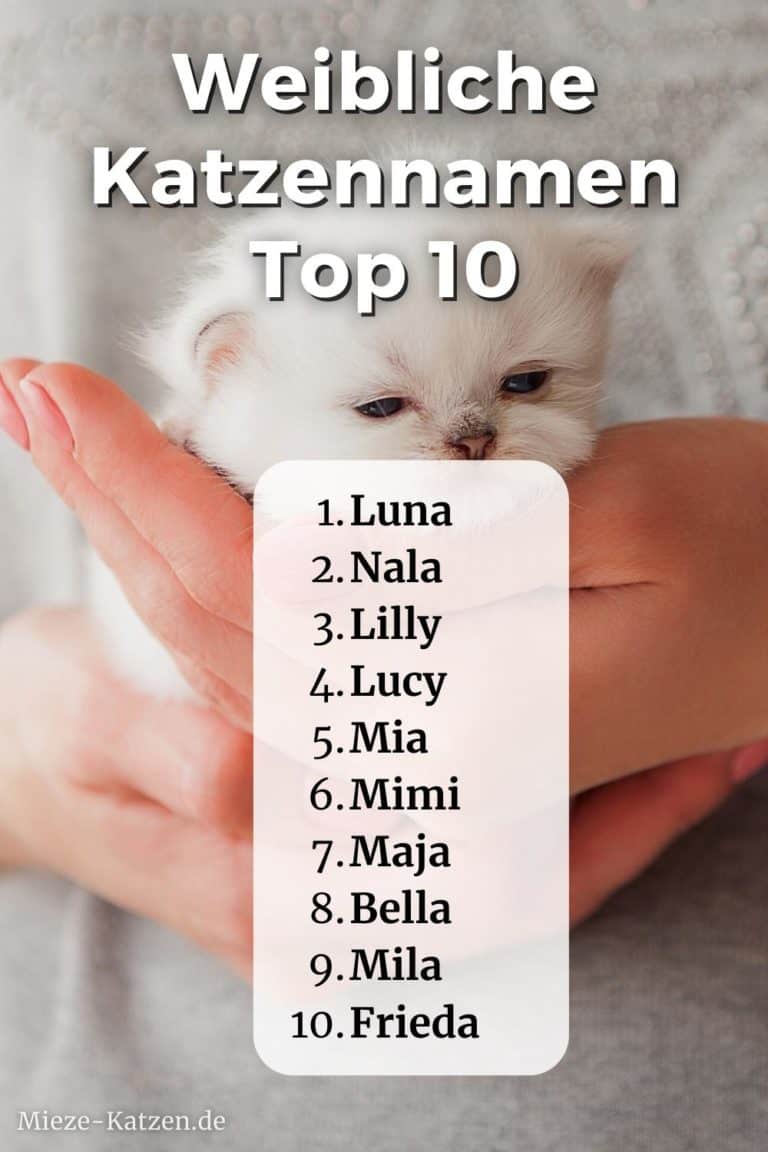 Schne Katzennamen Weiblich