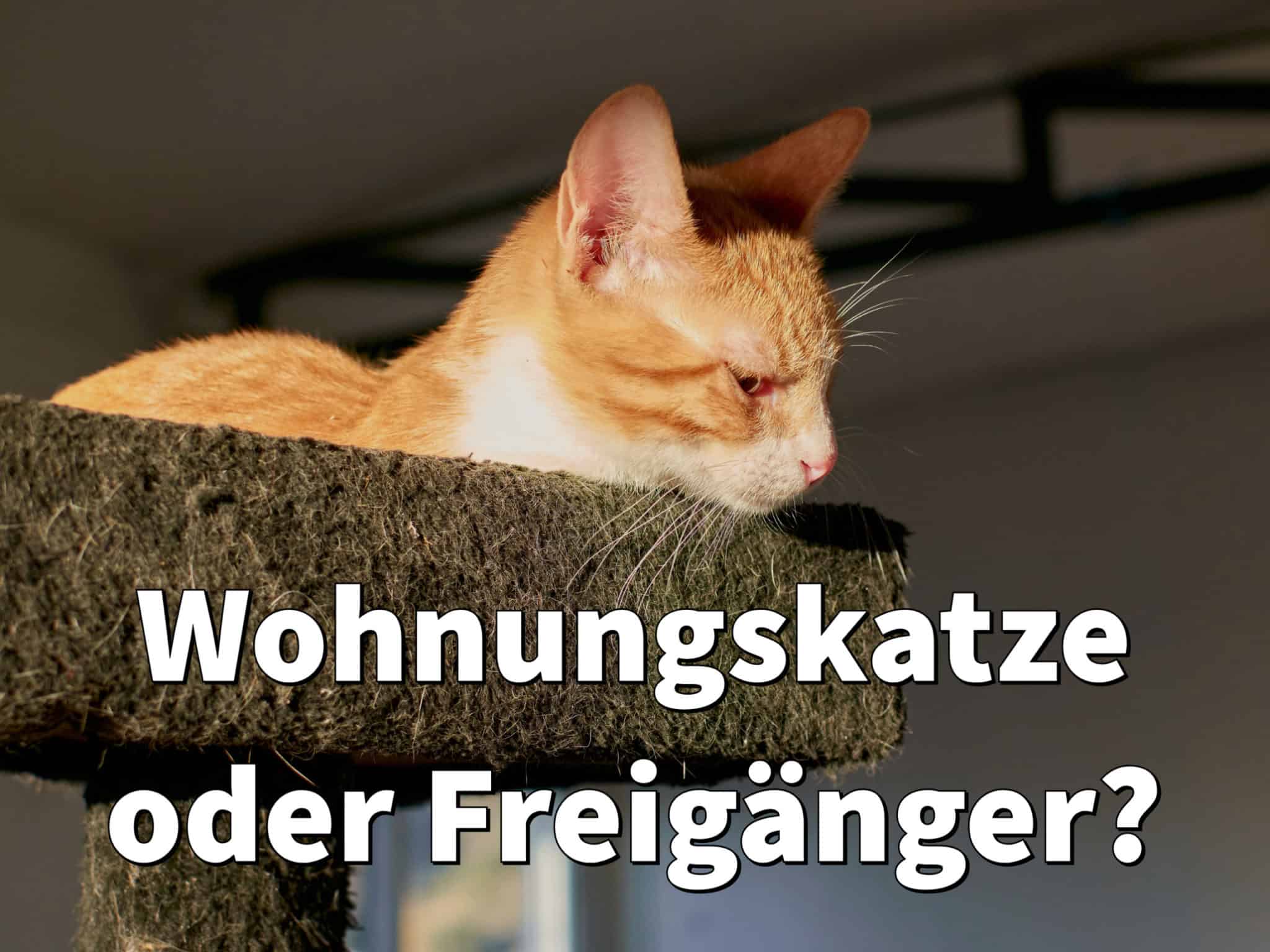 Wohnungskatze oder Freigänger Welcher Katze geht es besser?